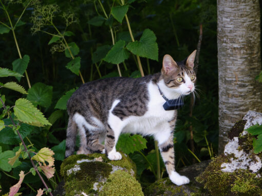 Mit der Katze im Kastenwagen-Wohnmobil reisen.