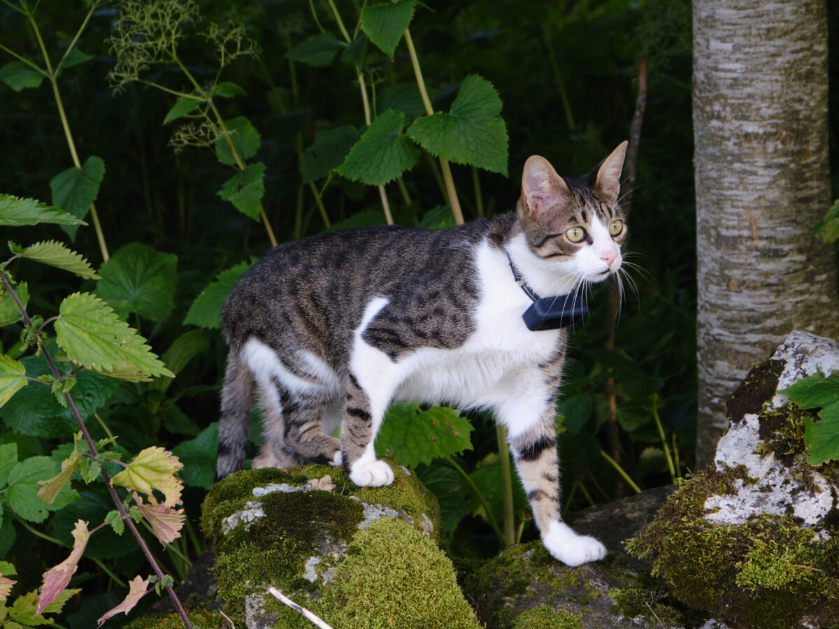 Mit der Katze im Kastenwagen-Wohnmobil reisen